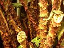 Cyrtosperma_johnstonii