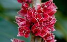Goethea-Strictiflora