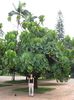 macaranga grandifolia