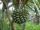 pandanus
