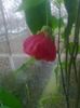 abutilon ianuarie 2014