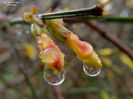 RSCN3656