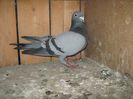 Picture 121