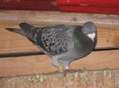 Picture 143