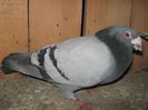 Picture 199