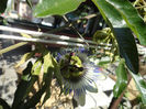 pasiflora caeruela 2013 in gradina