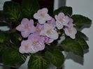 Saintpaulia Genetic Blush