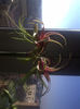 Hippeastrum Chico