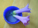 DSCN5400