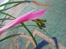 DSCN5402