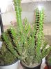 cactusi 013