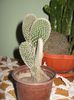 cactusi 018