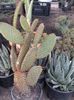 cactusi 019