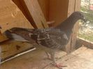 Photo-0026