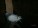 P7010043