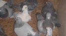 DSC03636