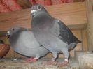 SAM_6172