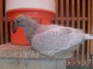 SAM_6191