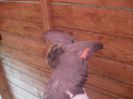 SAM_6228