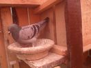 SAM_6245