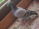 SAM_6284