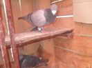 SAM_6298