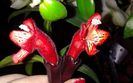 aeschinanthus flori