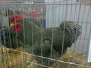 expo cj 2014 034