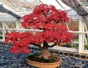 bonsai-k111