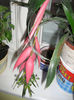 bilbergia 003