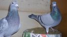 IMG_0455