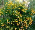 tagetes lemmonii