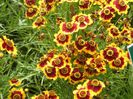 coreopsis tinctoria