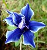 morning gl.blue piccote