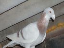 DSC03361