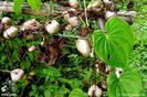 Dioscorea-bulbifera