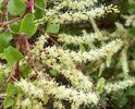 anredera_cordifolia