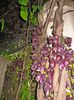 Mucuna nigricans