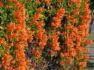 Pyrostegia venusta