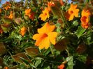 Thunbergia gregorii
