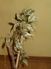 ficus benjamin