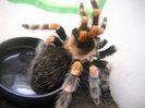 BRAHICHYPELMA SMITHI