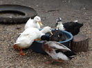 DSC01005