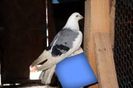images (17)