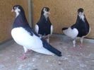 images (19)