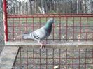 images (46)