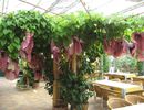 aristolochia gigantea