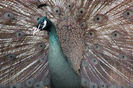 Pfau_Bronze_Peafowl_Pava_Pa