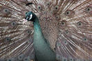 Pfau_Bronze_Peafowl_Pava_Pa