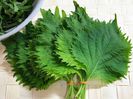 Shiso-Perilla frutescens